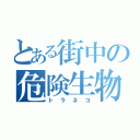 とある街中の危険生物（トラネコ）