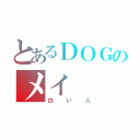 とあるＤＯＧのメイ（白い人）