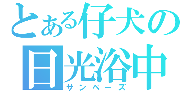 とある仔犬の日光浴中（サンベーズ）