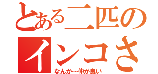 とある二匹のインコさん（なんか…仲が良い）