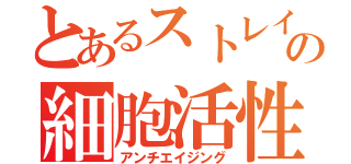 とあるストレイツォの細胞活性（アンチエイジング）