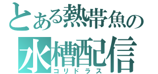 とある熱帯魚の水槽配信（コリドラス）