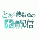 とある熱帯魚の水槽配信（コリドラス）