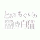 とあるもぐもぐの常時白猫（アンバー）