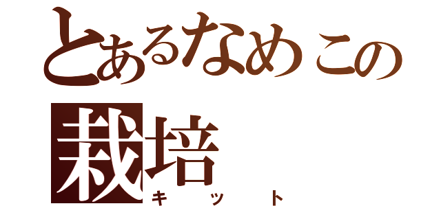 とあるなめこの栽培（キット）