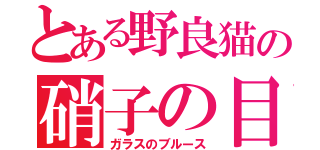 とある野良猫の硝子の目（ガラスのブルース）