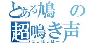 とある鳩の超鳴き声（ぽっぽっぽー）