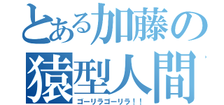 とある加藤の猿型人間（ゴーリラゴーリラ！！）