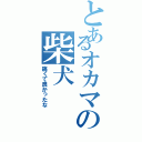 とあるオカマの柴犬（痛くて良かったな）