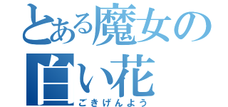 とある魔女の白い花（ごきげんよう）