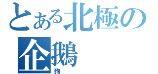 とある北極の企鵝（狗）