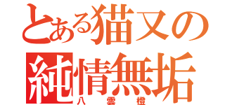 とある猫又の純情無垢（八雲橙）