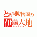 とある動物園の伊藤大地（マッスルゴリラ）