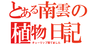 とある南雲の植物日記（チューリップ育てました）