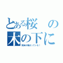 とある桜の木の下には（死体が埋まっている！）