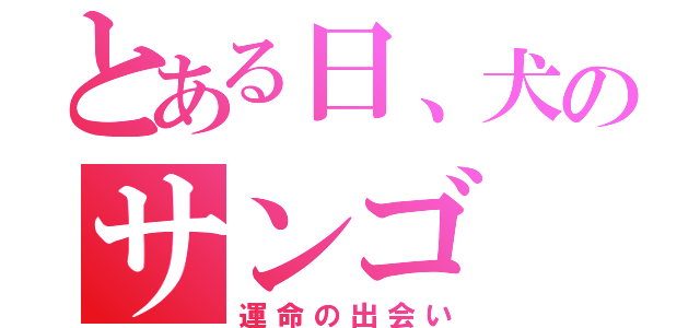 とある日、犬のサンゴ（運命の出会い）