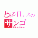 とある日、犬のサンゴ（運命の出会い）