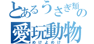 とあるうさぎ類の愛玩動物（めけよめけ）