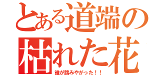 とある道端の枯れた花（誰が踏みやがった！！）