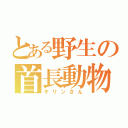 とある野生の首長動物（キリンさん）