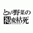 とある野菜の褐変枯死（インフェクション）