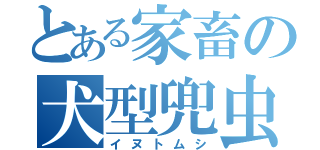 とある家畜の犬型兜虫（イヌトムシ）