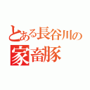 とある長谷川の家畜豚（）