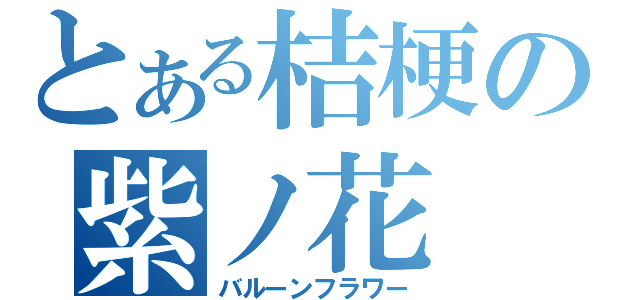 とある桔梗の紫ノ花（バルーンフラワー）