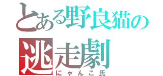 とある野良猫の逃走劇（にゃんこ氏）