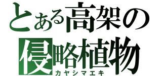 とある高架の侵略植物（カヤシマエキ）