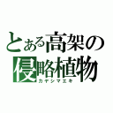 とある高架の侵略植物（カヤシマエキ）