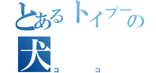 とあるトイプードルの犬（ココ）