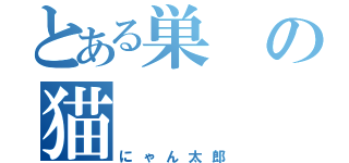 とある巣の猫（にゃん太郎）