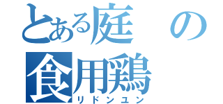 とある庭の食用鶏（リドンユン）