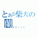 とある柴犬の蘭（オティンバ）