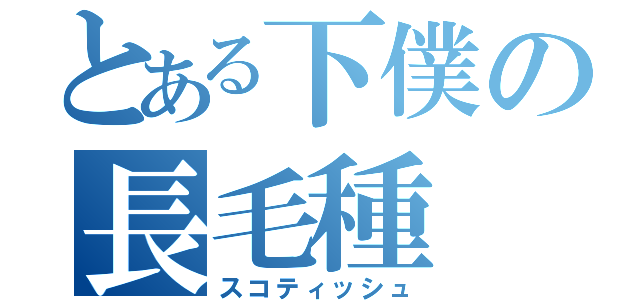 とある下僕の長毛種（スコティッシュ）