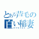 とある芦毛の白い稲妻（タマモクロス）