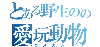 とある野生のの愛玩動物（ラスカル）