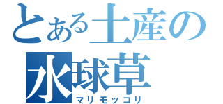 とある土産の水球草（マリモッコリ）