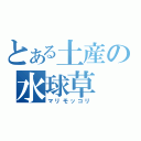 とある土産の水球草（マリモッコリ）