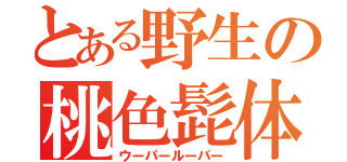 とある野生の桃色髭体（ウーパールーパー）