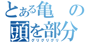 とある亀の頭を部分（グリグリグリ）