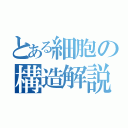 とある細胞の構造解説（）