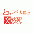 とあるバカ猫の突然死（死んじゃった）