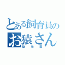 とある飼育員のお猿さん（動物園）