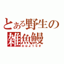 とある野生の雑魚鰻（おはようなぎ）