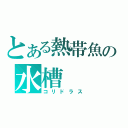 とある熱帯魚の水槽（コリドラス）