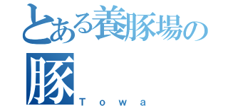 とある養豚場の豚（Ｔｏｗａ）