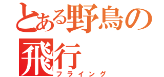 とある野鳥の飛行（フライング）