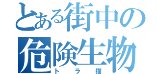 とある街中の危険生物（トラ猫）